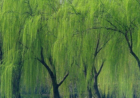 山東金絲垂柳銷售-盛都園林 產(chǎn)品展示(山東法桐小苗,山東.